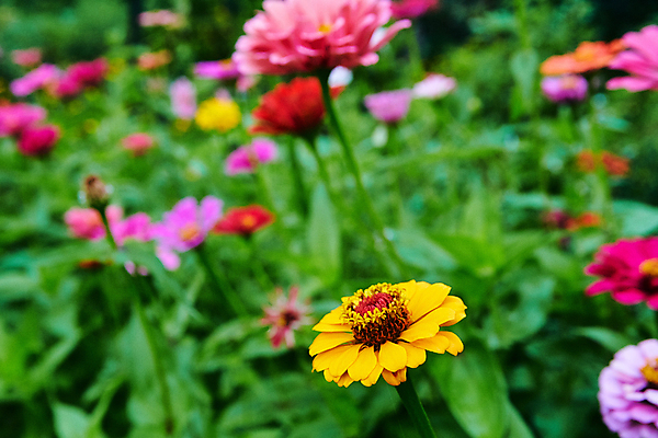 포토 JPG 해외이미지 식물 계절 꽃잎 꽃 분홍색 여행 잎 꽃무늬 밭 해바라기 초원 사람없음 여름 노란색 환경 정원 봄 성장 벚꽃 닫기 허브 데이지 내추럴 깊이 해외포토 컬러 무늬 농업 모션 파일형식 이미지허브