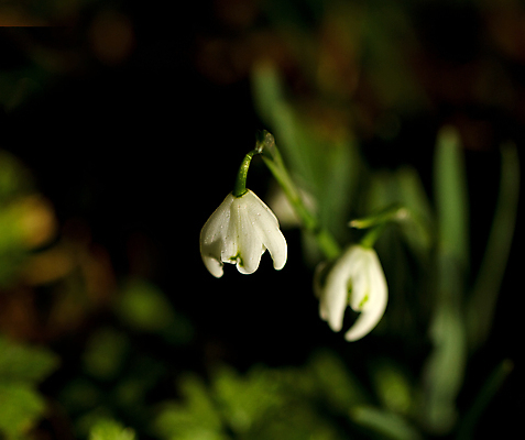 포토 JPG 해외이미지 계절 꽃 잎 겨울 아침 잉글랜드 사람없음 초록색 빛 정원 새벽 흰색 이슬 헌병 서식스 해외포토 주간 자연요소 식물 컬러 영국 군인 파일형식 이미지허브