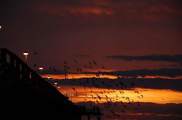 포토 JPG 해외이미지 바다 조류 하늘 아침 풍경 사람없음 빨간색 물 여름 노란색 일출 항구 일몰 새벽 황금 수평선 해외포토 주간 자연요소 동물 계절 컬러 교통시설 노을 파일형식 이미지허브