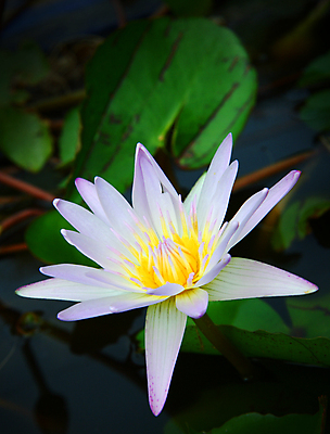 포토 JPG 해외이미지 식물 계절 꽃잎 꽃 아시아 종교 호수 백그라운드 잎 꽃무늬 패턴 태국 자연 사람없음 야외 물 컬러풀 뷰티 노란색 평화 환경 정원 보라색 침묵 벚꽃 연못 개화 순수 묘사 명상 싱글 내추럴 해외포토 자연요소 나라 컬러 컨셉 무늬 소리 생태계 파일형식 이미지허브