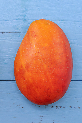 포토 JPG 해외이미지 스튜디오촬영 하늘색 사람없음 빨간색 하이앵글 망고 해외포토 뷰포인트 컬러 실내 파란색 열대과일 파일형식 이미지허브