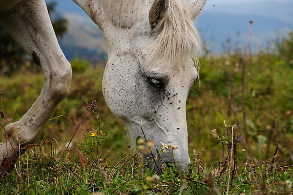 포토 JPG 해외이미지 동물 야생동물 밭 농업 포유류 자연 사람없음 야외 초록색 빛 반려동물 뷰티 농장 갈색 머리 가축 봄 목장 자유 흰색 시골 승마 우아함 승차 방목 먹기 꼬리 갈기 목 내추럴 기르기 밭일 찰과상 해외포토 계절 산업 스포츠 컬러 컨셉 모션 신체부위 축산업 상처 생태계 돌봄 파일형식 이미지허브