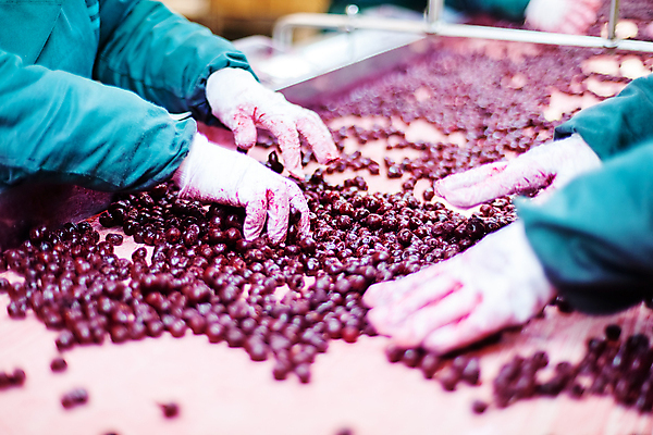포토 JPG 해외이미지 손 장갑 공장 신체부위 냉동 기계 잡기 체리 제조 일렬 분류 식품공장 냉동식품 해외포토 잡화 음식 과일 공업 모션 사람 파일형식 이미지허브