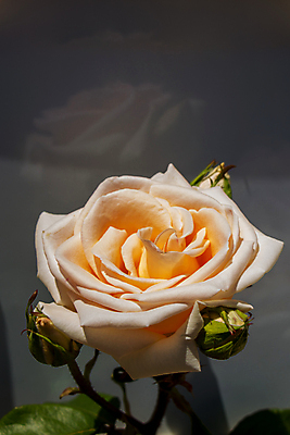 포토 JPG 해외이미지 꽃 잎 근접촬영 사람없음 빨간색 장미 살구색 해외포토 식물 뷰포인트 컬러 파일형식 이미지허브