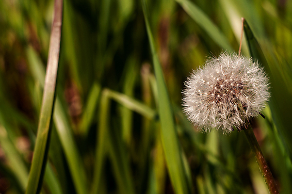 포토 JPG 해외이미지 주간 사람없음 야외 아웃포커스 민들레 민들레홀씨 해외포토 자연요소 꽃 촬영기법 파일형식 이미지허브