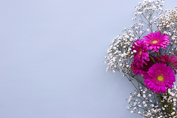 포토 JPG 해외이미지 실내 사람없음 하이앵글 파란배경 안개꽃 거베라 카피스페이스 해외포토 꽃 뷰포인트 백그라운드 내부 파란색 공백 한해살이풀 파일형식 이미지허브