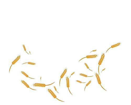 EPS 해외이미지 식물 디자인 배너 음식 빵 백그라운드 농업 다이어트 일러스트 밥 바람 건조 건강 옥수수 씨앗 농작물 농장 노란색 라벨 봄 수확 성장 신선 시장 황금 상품 낟알 밀 먹기 심볼 사인 유기농 귀 밀가루 스파이크 내추럴 고립 밭일 엘리먼트 귀리 해외일러스트 자연요소 웰빙 계절 산업 컬러 모션 날씨 곡류 프레임 신체부위 가루 파일형식 벡터 이미지허브