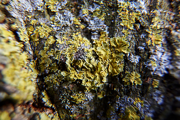 포토 JPG 해외이미지 나무 식물 디자인 벽 백그라운드 패턴 자연 표면 추상 프레임 이끼 사람없음 목재 세로 초록색 갈색 환경 젖음 나뭇가지 거친 숲 피부 묘사 질감 나무껍질 자작나무 내추럴 곰팡이 식민지 옛날 해외포토 컬러 무늬 재료 신체부위 껍질 생태계 파일형식 이미지허브