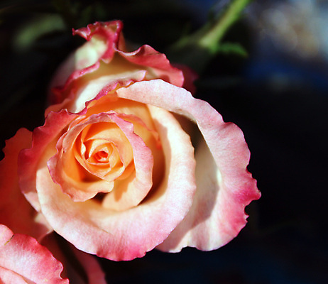 포토 JPG 해외이미지 식물 공원 꽃잎 꽃 분홍색 잎 꽃무늬 자연 친절 발렌타인데이 사랑 사람없음 야외 빨간색 초록색 빛 뷰티 장미 노란색 정원 봄 추위 성장 벚꽃 죽음 개화 냄비 크림 향수 원예 향기 냄새 심플 모종 방법 스크랩북 옛날 이상 해외포토 계절 공공시설 감정 컬러 무늬 데이이벤트 취미 화장품 솥 생태계 파일형식 이미지허브