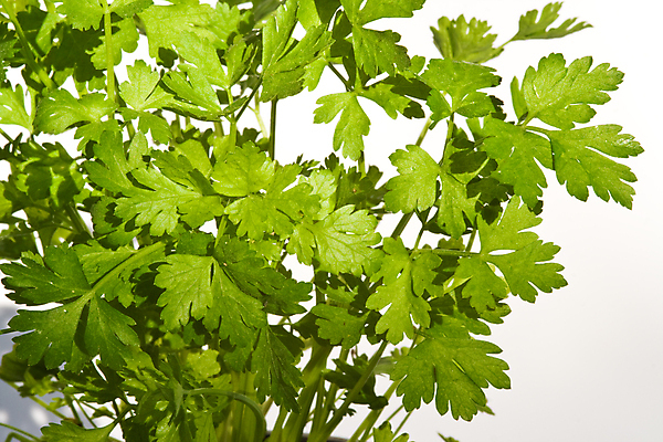 포토 JPG 해외이미지 식물 잎 재료 파슬리 사람없음 가로 초록색 농작물 성장 흰색 신선 양념 허브 향신료 묘사 흰배경 원예 채소밭 세련 해외포토 컬러 백그라운드 밭 농업 채소 취미 향미료 파일형식 이미지허브