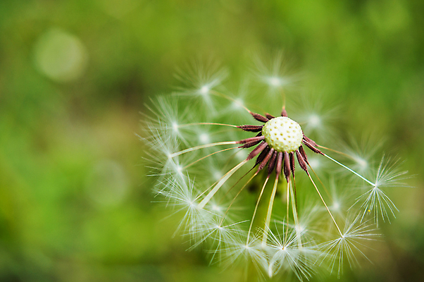 포토 JPG 해외이미지 주간 근접촬영 사람없음 야외 아웃포커스 민들레 민들레홀씨 해외포토 자연요소 꽃 뷰포인트 촬영기법 파일형식 이미지허브