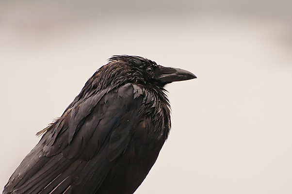 포토 JPG 해외이미지 동물 야생동물 백그라운드 자연 조류 앉기 사람없음 검은색 젖음 흰색 깃털 묘사 질감 부리 날카로움 까마귀 고립 해외포토 컬러 모션 생태계 파일형식 이미지허브