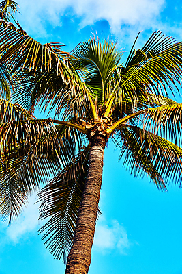 포토 JPG 해외이미지 주간 구름 하늘 사람없음 야외 여름 야자수 맑음 여름풍경 야자수잎 해외포토 자연요소 나무 계절 잎 날씨 풍경 파일형식 여름_계절 이미지허브