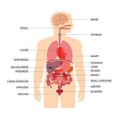 EPS 해외이미지 과학 신체 일러스트 해부 건강 사람 내부 약 하트 오르간 신장 호흡기관 뇌 생물학 간 시스템 몸통 방광 췌장 고립 지라 해외일러스트 모양 교육 의학 신체부위 장기_의학 건반악기 비뇨기관 파일형식 벡터 이미지허브