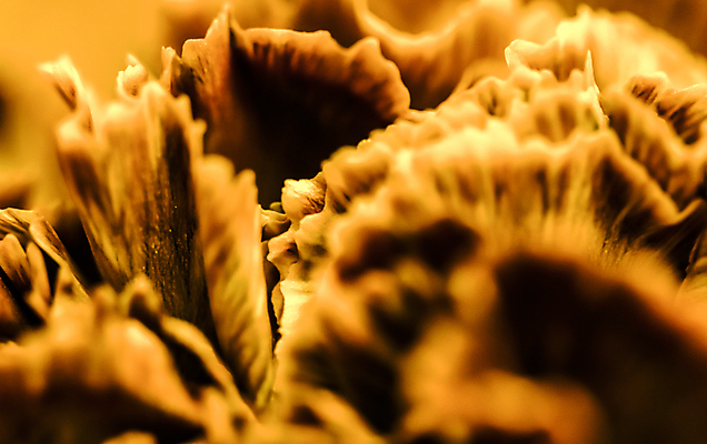 포토 JPG 해외이미지 식물 디자인 계절 꽃잎 꽃 백그라운드 컨셉 꽃무늬 오렌지 자연 추상 휴가 미술 사람없음 빛 갈색 노란색 환경 봄 수확 성장 벚꽃 신선 신용카드 개화 선택 머스터드 카네이션 질감 복고 부드러움 내추럴 해외포토 컬러 무늬 농업 과일 문화예술 금융 감각 소스_음식 생태계 파일형식 이미지허브