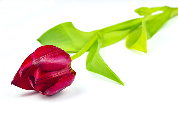 포토 JPG 해외이미지 식물 1 꽃잎 꽃 줄기 잎 꽃무늬 자연 휴가 발렌타인데이 선물 사람없음 빨간색 초록색 여름 뷰티 봄 튤립 벚꽃 흰색 신선 묘사 오브젝트 싱글 고립 해외포토 계절 컬러 무늬 데이이벤트 생태계 파일형식 이미지허브