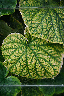 포토 JPG 해외이미지 식물 꽃 음식 잎 농업 채소 재료 자연 유리 오이 건강 사람없음 초록색 농작물 농장 노란색 세일 새싹 정원 수확 성장 나뭇가지 시골 파마 먹기 유기농 원예 먼지 땅바닥 밭일 생태학 숙성 온실 채식주의자 해외포토 나무 헤어스타일 웰빙 교육 산업 컬러 모션 재질 바닥 취미 생태계 채식 파일형식 이미지허브