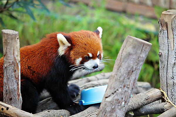 포토 JPG 해외이미지 주간 한마리 사람없음 야외 아웃포커스 귀여움 나뭇가지 밥그릇 레서판다 해외포토 자연요소 나무 1 그릇 컨셉 포유류 촬영기법 파일형식 이미지허브