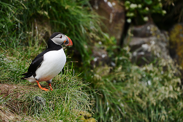 포토 JPG 해외이미지 주간 한마리 조류 사람없음 야외 아웃포커스 퍼핀 해외포토 자연요소 동물 1 촬영기법 파일형식 이미지허브