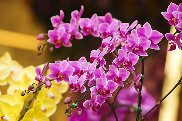 포토 JPG 해외이미지 식물 디자인 꽃잎 꽃 줄기 분홍색 꽃다발 결혼 백그라운드 꽃무늬 패턴 자연 추상 선물 사람없음 야외 장식 빨간색 초록색 뷰티 노란색 우주 정원 봄 낭만 벚꽃 흰색 나뭇가지 신선 개화 난초 우아함 순수 묘사 오브젝트 질감 내추럴 고립 돌봄 해외포토 나무 계절 컬러 컨셉 무늬 모션 이벤트 생태계 파일형식 이미지허브