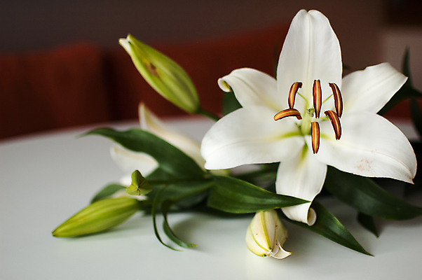 포토 JPG 해외이미지 식물 손 계절 여자 꽃잎 꽃 꽃다발 백그라운드 꽃무늬 자연 탁자 휴가 주택 선물 사람없음 장식 어둠 봄 방 터치 벚꽃 흰색 축하 신선 생일 개화 우아함 오브젝트 아로마 내추럴 해외포토 기념일 컬러 가구 컨셉 무늬 사람 건물 신체부위 생태계 파일형식 이미지허브