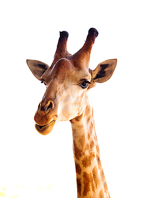 포토 JPG 해외이미지 나무 동물 1 공원 얼굴 야생동물 여행 백그라운드 패턴 포유류 아프리카 자연 초식동물 동물원 풍경 초원 사람없음 야외 초록색 갈색 머리 환경 일몰 입 황무지 큼 기린 사파리 손목시계 피부 코 목 주둥이 내추럴 고립 사바나 전국 반추동물 해외포토 식물 공공시설 나라 시계 컬러 무늬 장신구 신체부위 노을 크기 생태계 파일형식 이미지허브