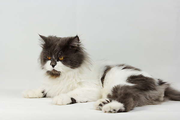 포토 JPG 해외이미지 동물 1 응시 백그라운드 장난 포유류 털 서기 앉기 사람없음 초록색 반려동물 갈색 고양이 줄무늬 회색 흰색 달콤 조립 고립 기르기 해외포토 시선 컬러 무늬 모션 맛 돌봄 파일형식 이미지허브