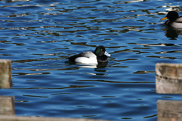 포토 JPG 해외이미지 동물 호수 야생동물 날개 자연 조류 오리 사람없음 야외 물 여름 강 컬러풀 농장 노란색 수영 흰색 깃털 부리 물새 계산서 해외포토 자연요소 계절 컬러 농업 수상스포츠 생태계 파일형식 이미지허브