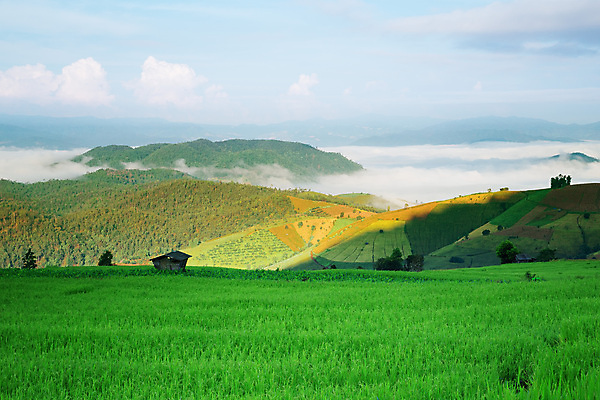 포토 JPG 해외이미지 구름 아시아 음식 여행 백그라운드 밭 농업 태국 자연 밥 산 동양인 풍경 사람없음 야외 초록색 빛 농장 노란색 평화 계단 일출 환경 일몰 수확 안개 시골 오두막 땅 언덕 유기농 조경 지역 천국 내추럴 밭일 생태학 해외포토 자연요소 웰빙 교육 나라 산업 컬러 컨셉 날씨 인종 노을 생태계 파일형식 이미지허브
