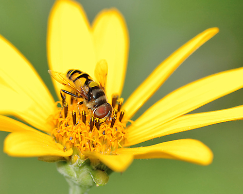 포토 JPG 해외이미지 동물 꽃 야생동물 곤충 자연 사람없음 야외 봄 벌 꽃가루 꿀 해외포토 식물 계절 가루 생태계 파일형식 이미지허브