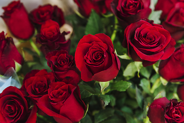 포토 JPG 해외이미지 줄기 꽃다발 잎 사람없음 아웃포커스 장미 해외포토 식물 꽃 촬영기법 파일형식 이미지허브