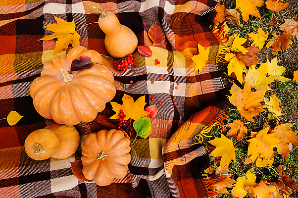 포토 JPG 해외이미지 계절 열매 컨셉 잎 데이트 호박 따뜻함 사람없음 야외 컬러풀 소풍 노란색 케이크 낭만 달콤 담요 체크무늬 정물화 해외포토 식물 컬러 무늬 채소 디저트 야외활동 맛 그림 파일형식 이미지허브