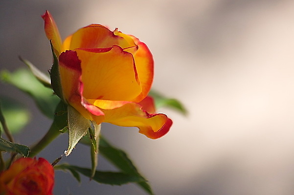 포토 JPG 해외이미지 식물 꽃잎 꽃 꽃무늬 자연 사람없음 뷰티 정원 벚꽃 신선 닫기 원예 해외포토 무늬 모션 취미 생태계 파일형식 이미지허브