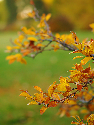 포토 JPG 해외이미지 나무 디자인 계절 공원 백그라운드 단풍 잎 패턴 오렌지 자연 하늘 추상 그림자 사람없음 야외 장식 빨간색 초록색 컬러풀 햇빛 뷰티 노란색 젖음 달력 나뭇가지 변화 황금 닫기 숲 질감 장면 내추럴 엘리먼트 해외포토 식물 공공시설 컬러 컨셉 무늬 과일 모션 태양 생태계 파일형식 이미지허브