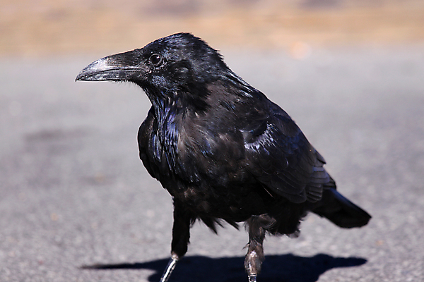 포토 JPG 해외이미지 동물 야생동물 자연 조류 사람없음 검은색 닫기 까마귀 동물상 해외포토 컬러 모션 조형물 생태계 파일형식 이미지허브