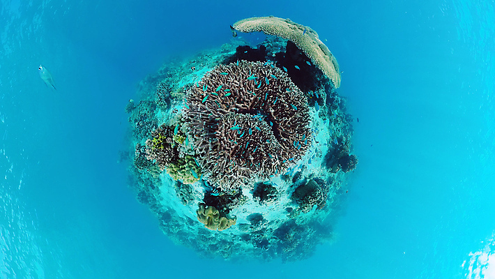 포토 JPG 해외이미지 동물 야생동물 바다 여행 백그라운드 자연 어류 사람없음 물 환경 수중 탐험 스노클링 산호 생태계 다이빙 장면 암초 발견 깊이 이국적 해외포토 자연요소 수영 수중동물 수상스포츠 자포동물 수중스포츠 파일형식 이미지허브