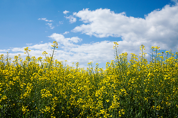 포토 JPG 해외이미지 식물 계절 꽃 백그라운드 밭 농업 자연 하늘 사람없음 야외 초록색 파란색 빛 농작물 햇빛 태양 뷰티 농장 노란색 환경 맑음 봄 흰색 시골 닫기 땅 유채 내추럴 해외포토 자연요소 산업 컬러 모션 날씨 생태계 파일형식 이미지허브