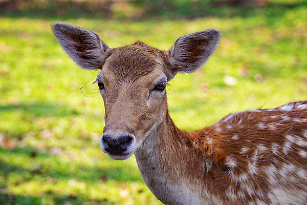 포토 JPG 해외이미지 주간 공원 야생동물 사슴 사람없음 야외 숲 해외포토 자연요소 동물 공공시설 포유류 파일형식 이미지허브