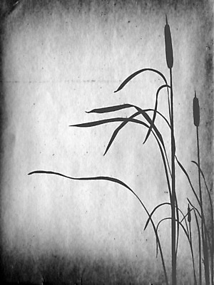 포토 JPG 해외이미지 식물 선 백그라운드 자연 잉크 흑백 창조 사람없음 장식 연필 디지털 회색 수확 소용돌이 흰색 악단 점 구멍 그리기 메시지 변화 가장자리 황폐 습지 인쇄 자르기 부식 그림 질감 먼지 페이지 직사각형 부화 구식 그런지 무생채 썩음 특별함 쓰다듬기 해외포토 도형 음악 컬러 컨셉 농업 모션 학용품 촬영기법 필기구 회오리 둘레 생태계 파일형식 이미지허브