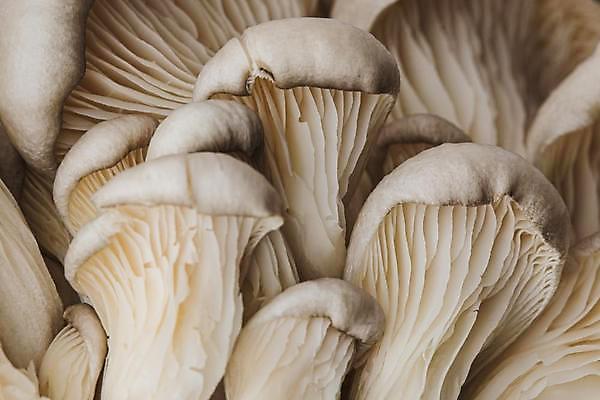 포토 JPG 해외이미지 음식 백그라운드 패턴 채소 재료 자연 추상 건강 사람없음 컬러풀 갈색 버섯 줄무늬 흰색 신선 그룹 맛 매끈함 다발 아래 먹기 묘사 질감 날것 부드러움 건강식 내추럴 곰팡이 식용 왜곡 채식주의자 맛있는 해외포토 컬러 컨셉 무늬 모션 감각 방향 생태계 채식 위치 파일형식 이미지허브