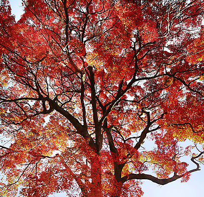 포토 JPG 해외이미지 주간 단풍 단풍나무 사람없음 야외 빨간색 해외포토 자연요소 나무 컬러 잎 파일형식 이미지허브