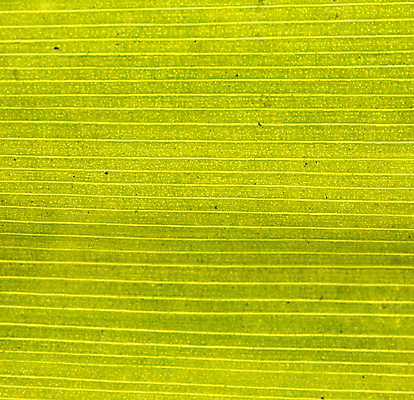 포토 JPG 해외이미지 나무 식물 줄기 백그라운드 잎 꽃무늬 패턴 자연 추상 사람없음 초록색 빛 뷰티 환경 정원 봄 활발 성장 투명 칼날 순수 유기농 원예 질감 생물학 지역 정맥 내추럴 진행 개발 광합성 해외포토 웰빙 계절 교육 꽃 컬러 컨셉 무늬 취미 생태계 혈관 파일형식 이미지허브