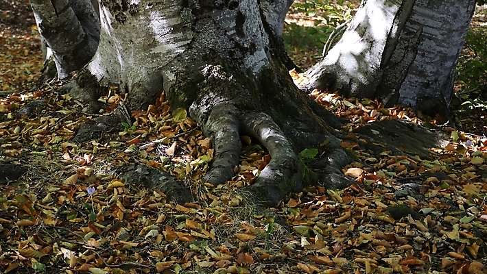 포토 JPG 해외이미지 나무 식물 계절 길 백그라운드 잎 자연 건조 사람없음 야외 목재 초록색 빛 태양 뷰티 일출 환경 맑음 봄 손상 안개 광선 나뭇가지 시골 황무지 숲 자르기 통나무 뿌리 내추럴 해외포토 자연요소 컬러 컨셉 재료 모션 날씨 노을 생태계 파일형식 이미지허브