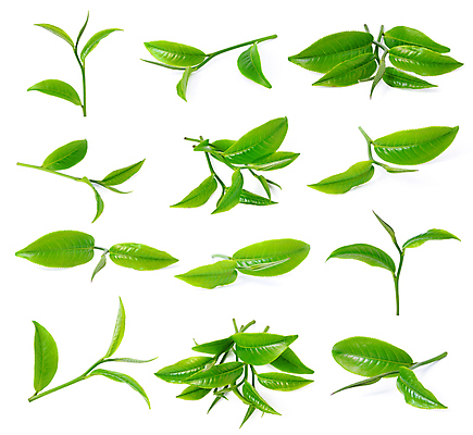 포토 JPG 해외이미지 식물 줄기 백그라운드 잎 패턴 농업 새로움 3 사람없음 초록색 농장 회색 성장 흰색 나뭇가지 신선 4 차 자르기 허브 싱글 유기농 클립 정맥 내추럴 고립 해외포토 나무 웰빙 산업 음료 컬러 컨셉 무늬 모션 숫자 혈관 파일형식 이미지허브