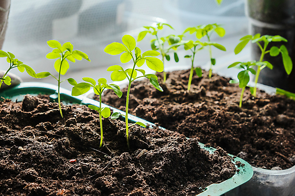 포토 JPG 해외이미지 식물 지구 잎 농업 채소 창문 자연 가지 주택 건강 씨앗 사람없음 초록색 농장 새싹 주방 정원 흙 봄 성장 신선 냄비 작음 플라스틱 에코 유기농 원예 후추 내추럴 땅바닥 모종 묘목 밭일 블러 온실 핸드메이드 세련 해외포토 나무 웰빙 계절 산업 컬러 재질 바닥 취미 건물 환경 솥 크기 향신료 생태계 파일형식 이미지허브