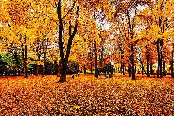 포토 JPG 해외이미지 주간 공원 단풍 낙엽 단풍나무 사람없음 야외 주황색 해외포토 자연요소 나무 공공시설 컬러 잎 파일형식 이미지허브