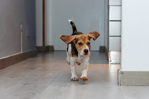 포토 JPG 해외이미지 동물 응시 공원 행복 백그라운드 포유류 자연 놀이 주택 털 사랑 성인 사람없음 야외 친구 반려동물 갈색 귀여움 봄 우정 흰색 개 달콤 강아지 작음 혀 흰배경 사냥개 비글 슛 몸단장 송곳니 거짓말 고립 기르기 유래 해외포토 시선 계절 공공시설 감정 컬러 컨셉 관계 사람 건물 입 맛 치아 크기 생태계 돌봄 파일형식 이미지허브