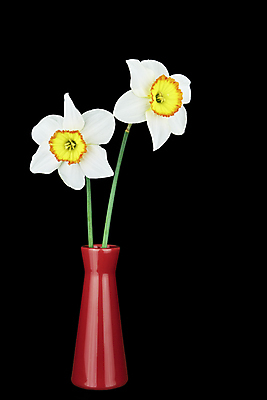 포토 JPG 해외이미지 식물 꽃잎 꽃 줄기 꽃다발 2 꽃무늬 오렌지 자연 3 사람없음 빨간색 세로 초록색 노란색 꽃병 봄 벚꽃 흰색 개화 작음 다발 가득함 향기 수선화 반전 고립 많음 해외포토 계절 컬러 컨셉 무늬 과일 크기 생태계 냄새 파일형식 이미지허브