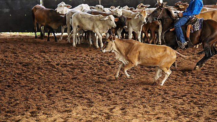 포토 JPG 해외이미지 동물 스포츠 포유류 이벤트 사람없음 가축 힘 경쟁 경기장 목장 청바지 업무 소 승마 카우보이 호주 군중 승차 자르기 다발 속도 먼지 점수 안장 대회 로데오 도우미 라이더 서쪽 해외포토 컨셉 바지 스포츠시설 모션 사람 작업 오세아니아 방향 파일형식 이미지허브