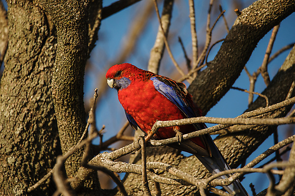 포토 JPG 해외이미지 동물 야생동물 어린이 2 청소년 자연 조류 수영장 국립공원 사람없음 빨간색 초록색 물 파란색 컬러풀 나뭇가지 호주 숲 깃털 부리 앵무새 진홍색 동물상 이국적 해외포토 자연요소 나무 공원 컬러 사람 조형물 오세아니아 생태계 파일형식 이미지허브